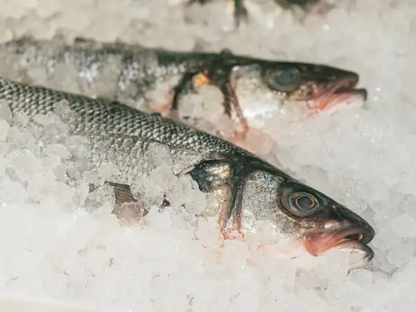 fresh sustainable 