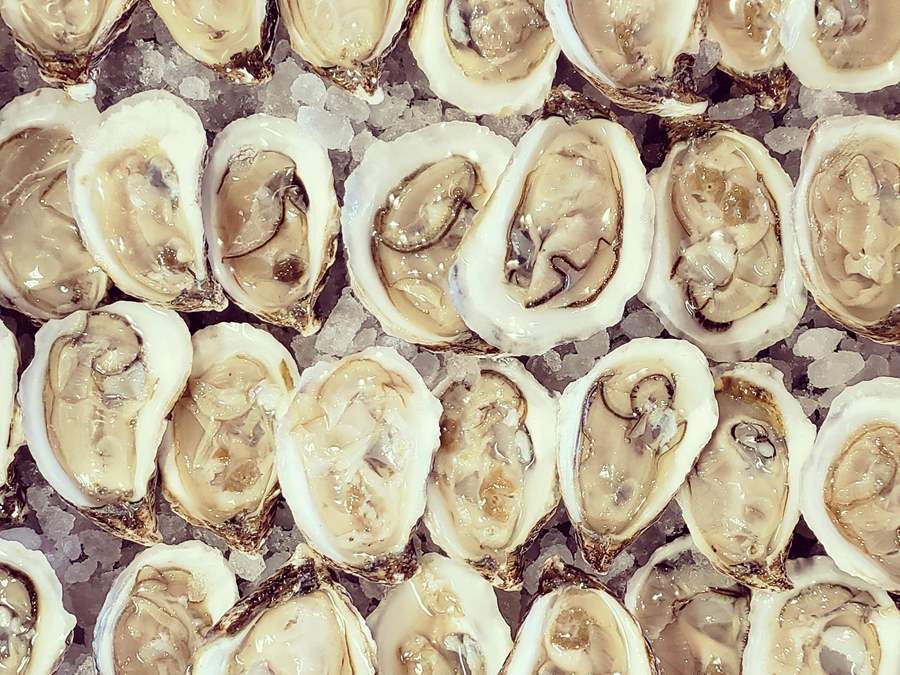 delicious, fresh shucked oysters