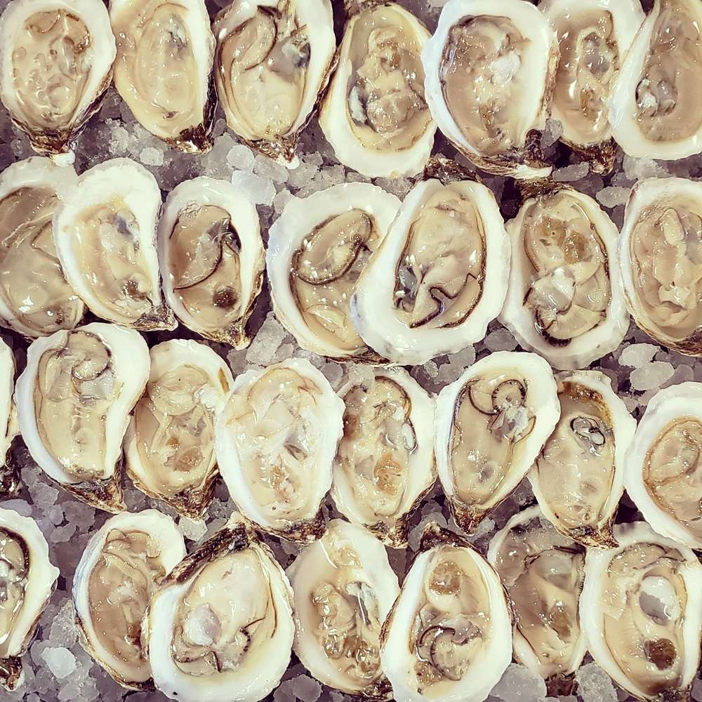 delicious, fresh shucked oysters