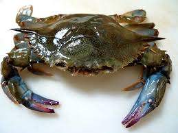 soft shell crab