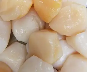fresh sea scallops