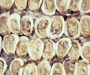 fresh oysters