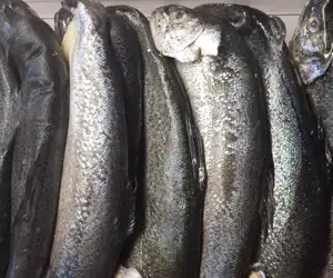 fresh, butterflied Idaho trout