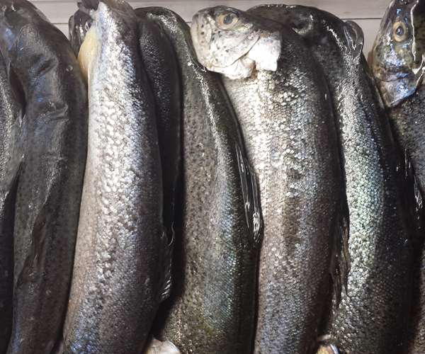 fresh, butterflied Idaho trout